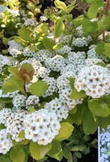 Proven Winners Spirea Glow Girl 2 gal