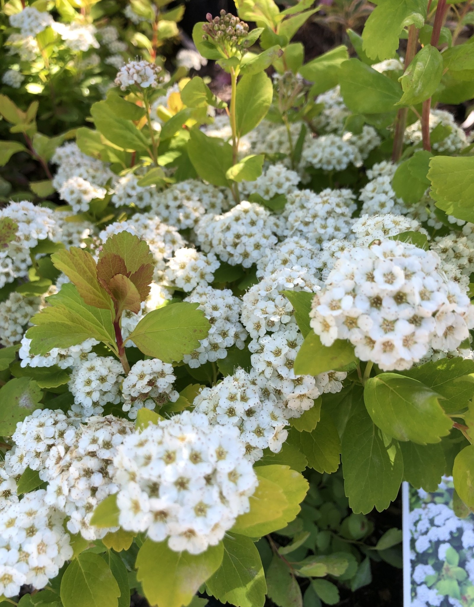 Proven Winners Spirea Glow Girl 2 gal