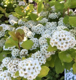 Proven Winners Spirea Glow Girl 2 gal