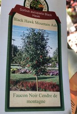 Mountain Ash Black Hawk 10 gal
