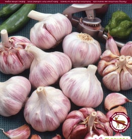 Garlic - Hardneck - Per Bulb - Duganski