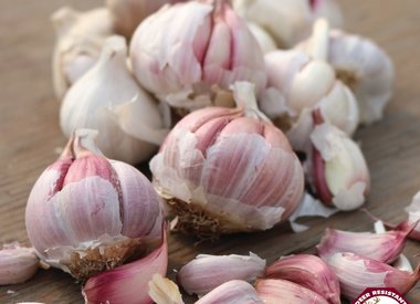 Garlic 