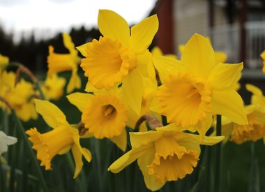 Narcissus (Daffodil)