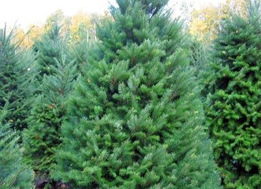 Fresh Cut Christmas Trees