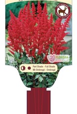 Astilbe Fanal 1 gal