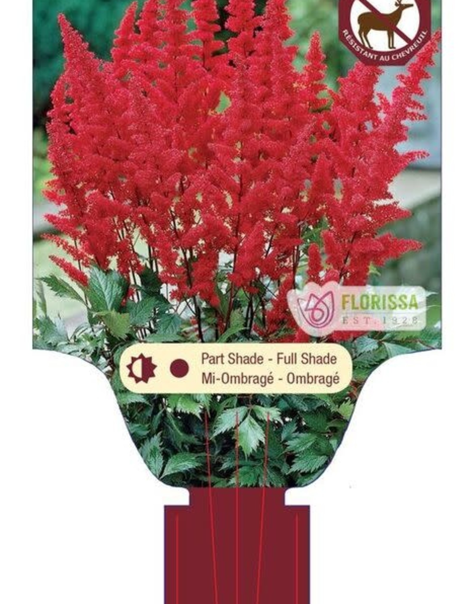 Astilbe Fanal 1 gal
