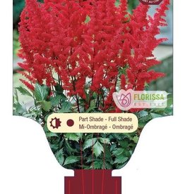 Astilbe Fanal 1 gal