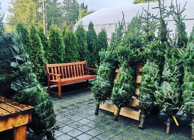 Christmas Trees