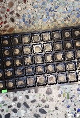 Mondi Propagation Tray 55 Insert - For Coco Pucks or Rockwool