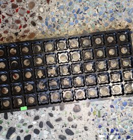 Mondi Propagation Tray 55 Insert - For Coco Pucks or Rockwool