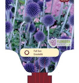 Van Noort Globe Thistle - Echinops - Veitchs Blue 1 gal