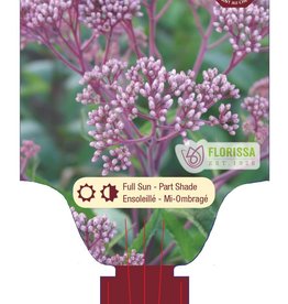 Joe Pye Weed - Eupatorium 1gal
