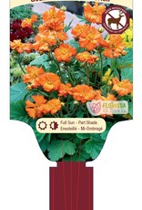 Geum Borisii - Herb Bennet 1gal