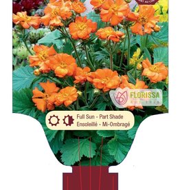 Geum Borisii - Herb Bennet 1gal