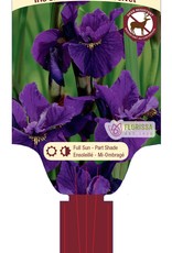 Iris Siberian Ruffled Velvet 1 Gal