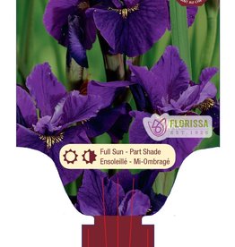 Iris Siberian Ruffled Velvet 1 Gal