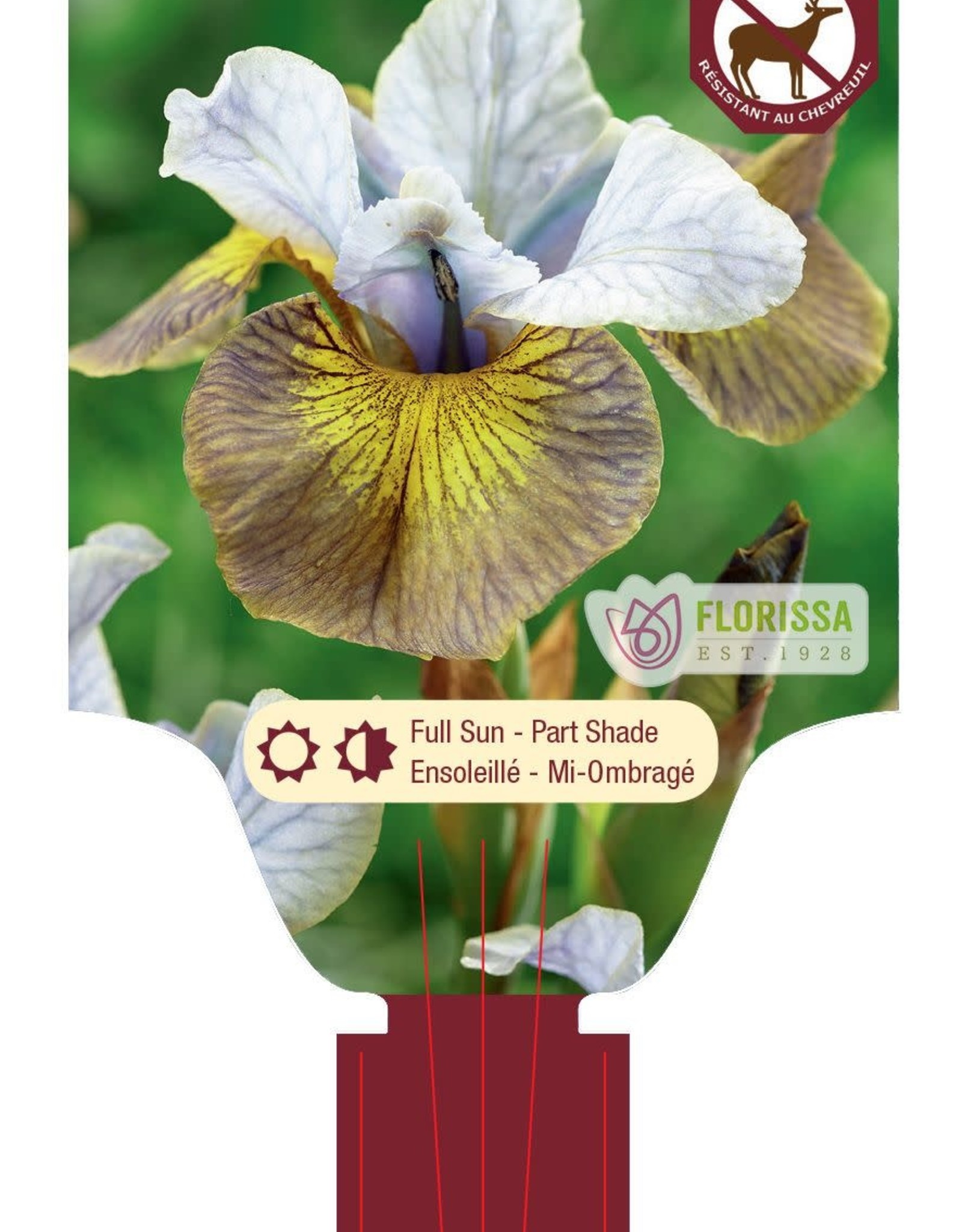 Iris Siberian Uncorked 1gal