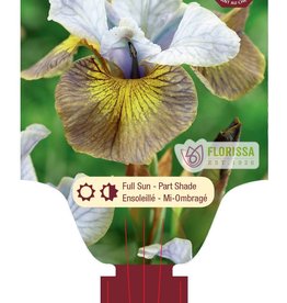 Iris Siberian Uncorked 1 Gal