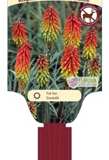 Kniphofia - Red Hot Poker - Fire Dance 1gal