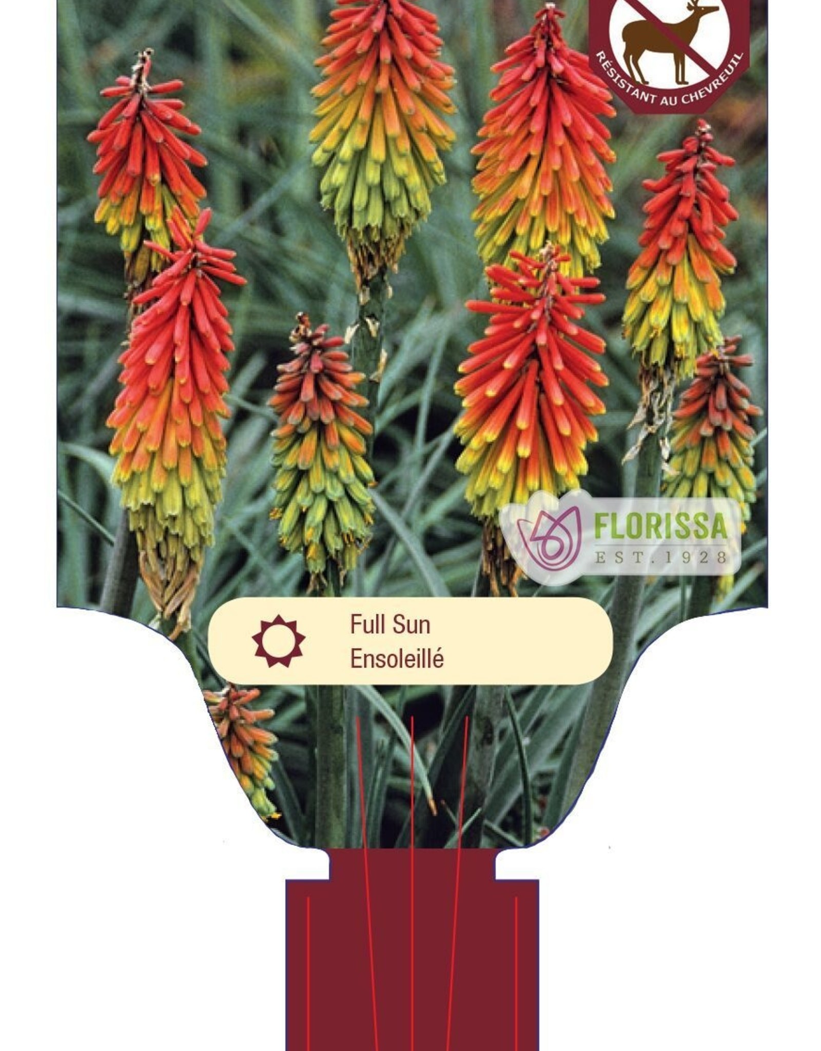 Kniphofia - Red Hot Poker - Fire Dance 1gal