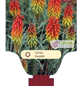 Kniphofia - Red Hot Poker - Fire Dance 1gal