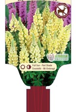 Lupine Gallery Yellow 1 gal