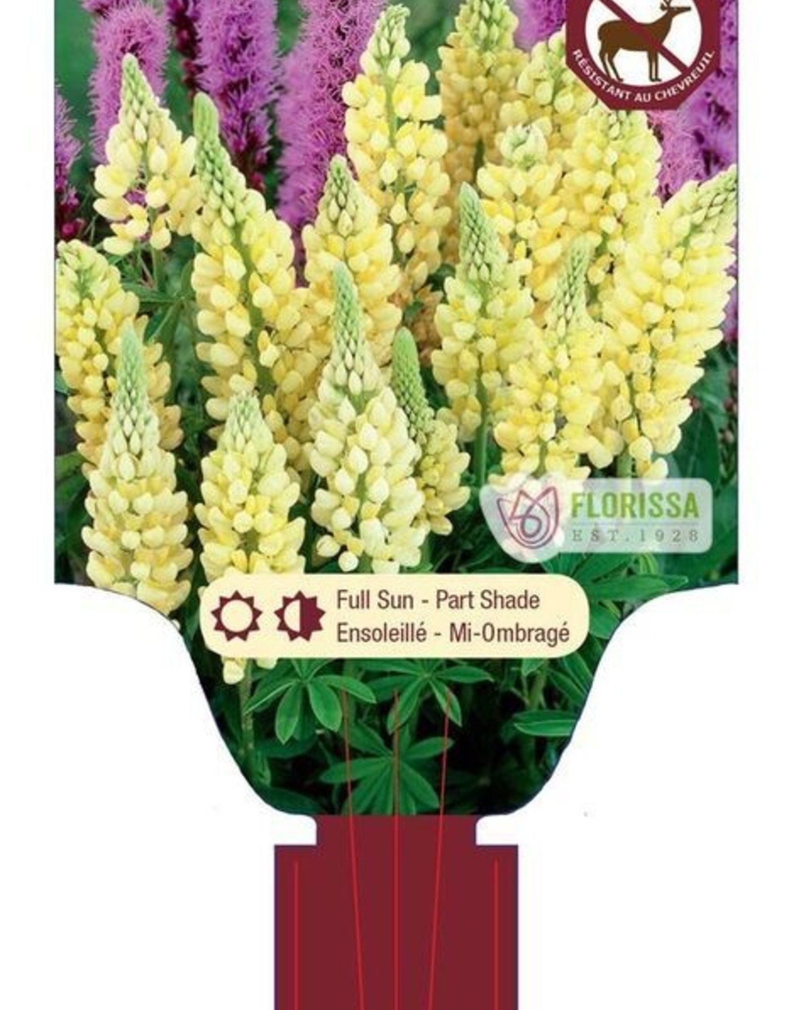 Lupine Gallery Yellow 1 gal
