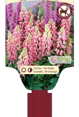 Lupine Gallery Pink 1 gal