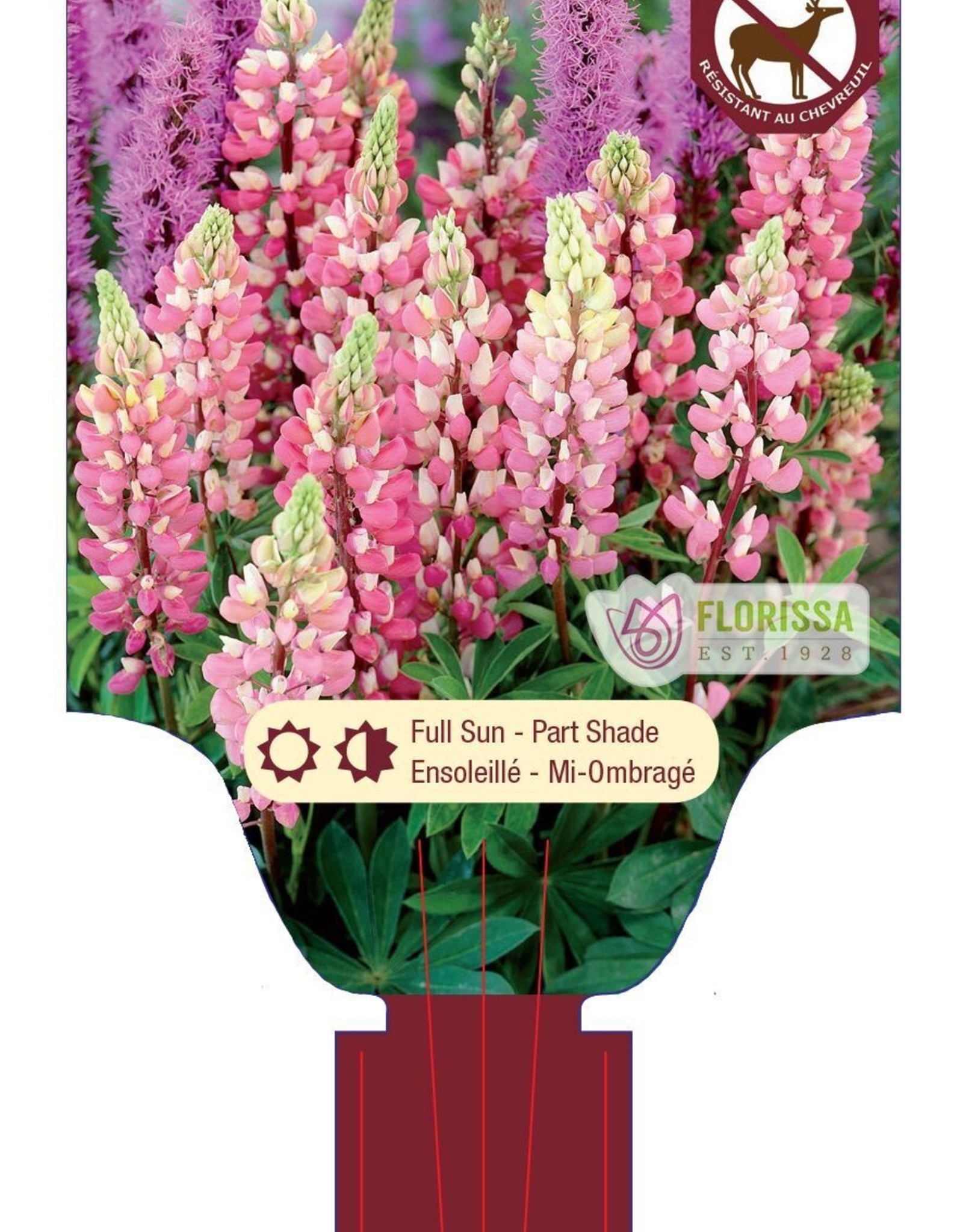 Lupine Gallery Pink 1 gal