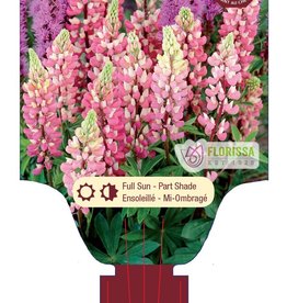 Lupine Gallery Pink 1 gal