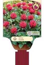 Bee Balm - Monarda - Fireball 1gal