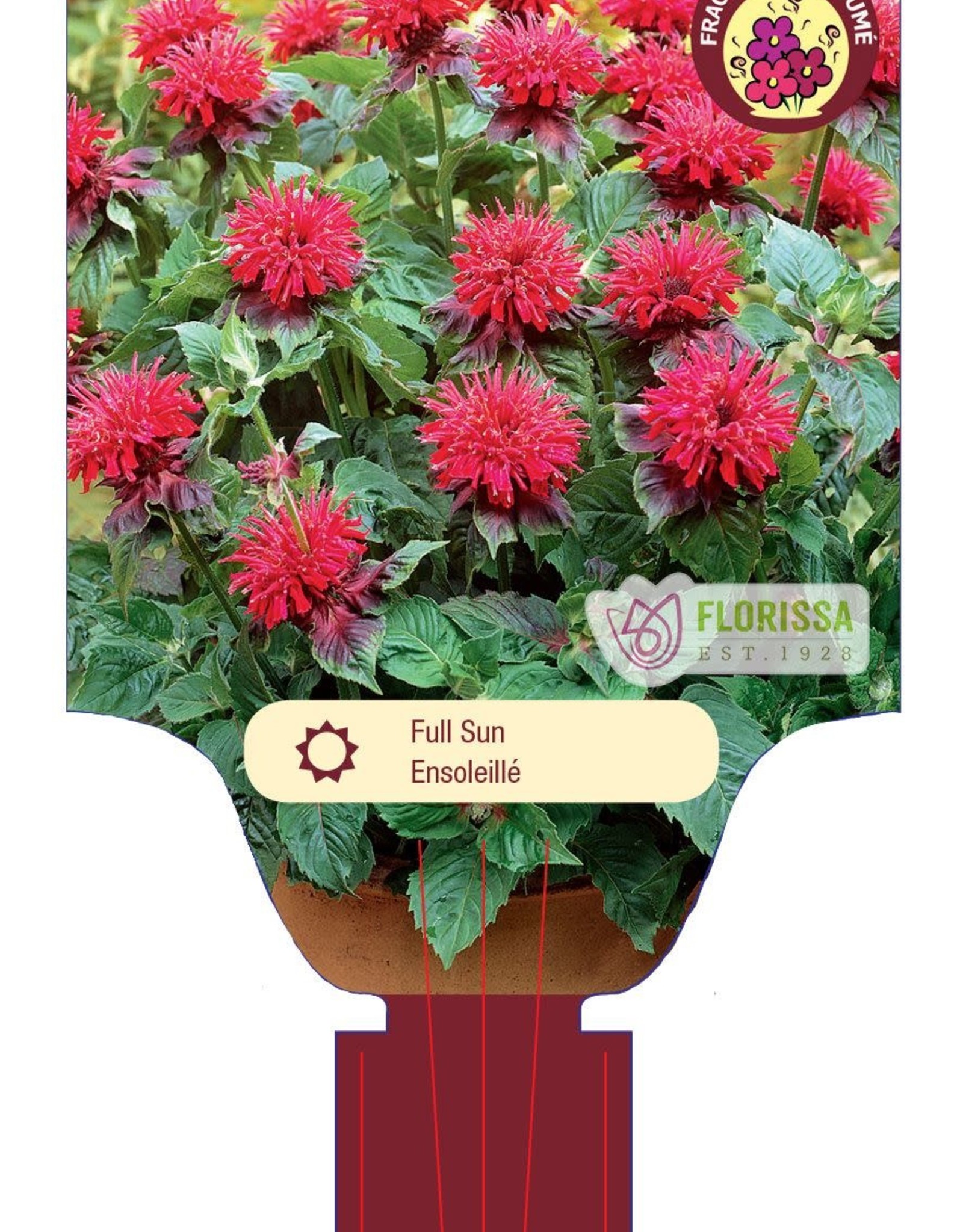 Bee Balm - Monarda - Fireball 1gal