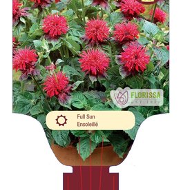 Bee Balm - Monarda - Fireball 1gal