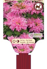 Bee Balm - Monarda - Petite Delight 1 gal