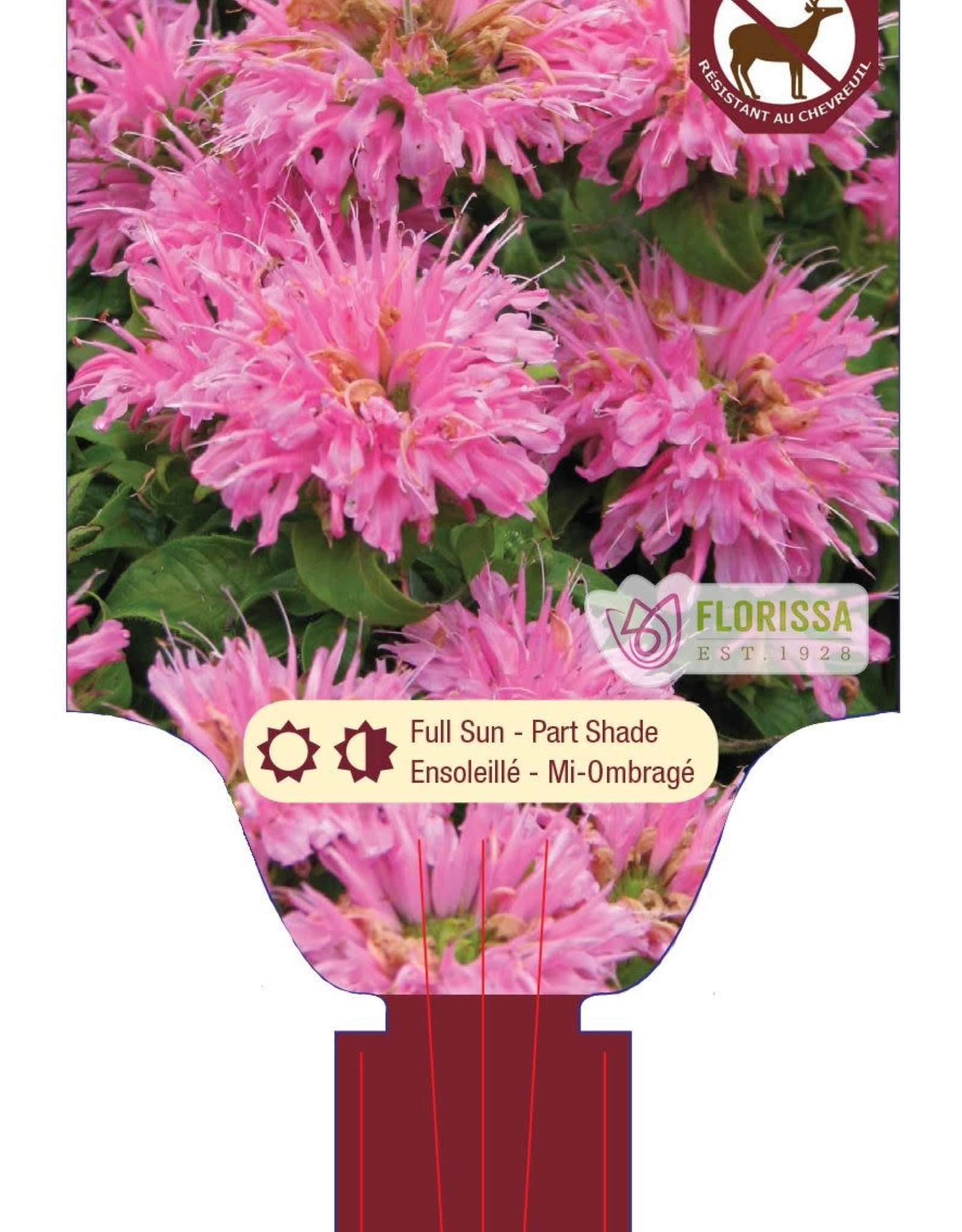 Bee Balm - Monarda - Petite Delight 1 gal