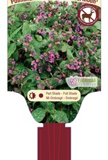 Pulmonaria - Lungwort - Mrs. Moon 1 Gal