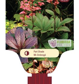 Rodgersia Flower Bronze Peacock 1 gal