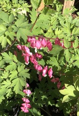 Bleeding Heart - Dicentra - Spectabilis 2gal