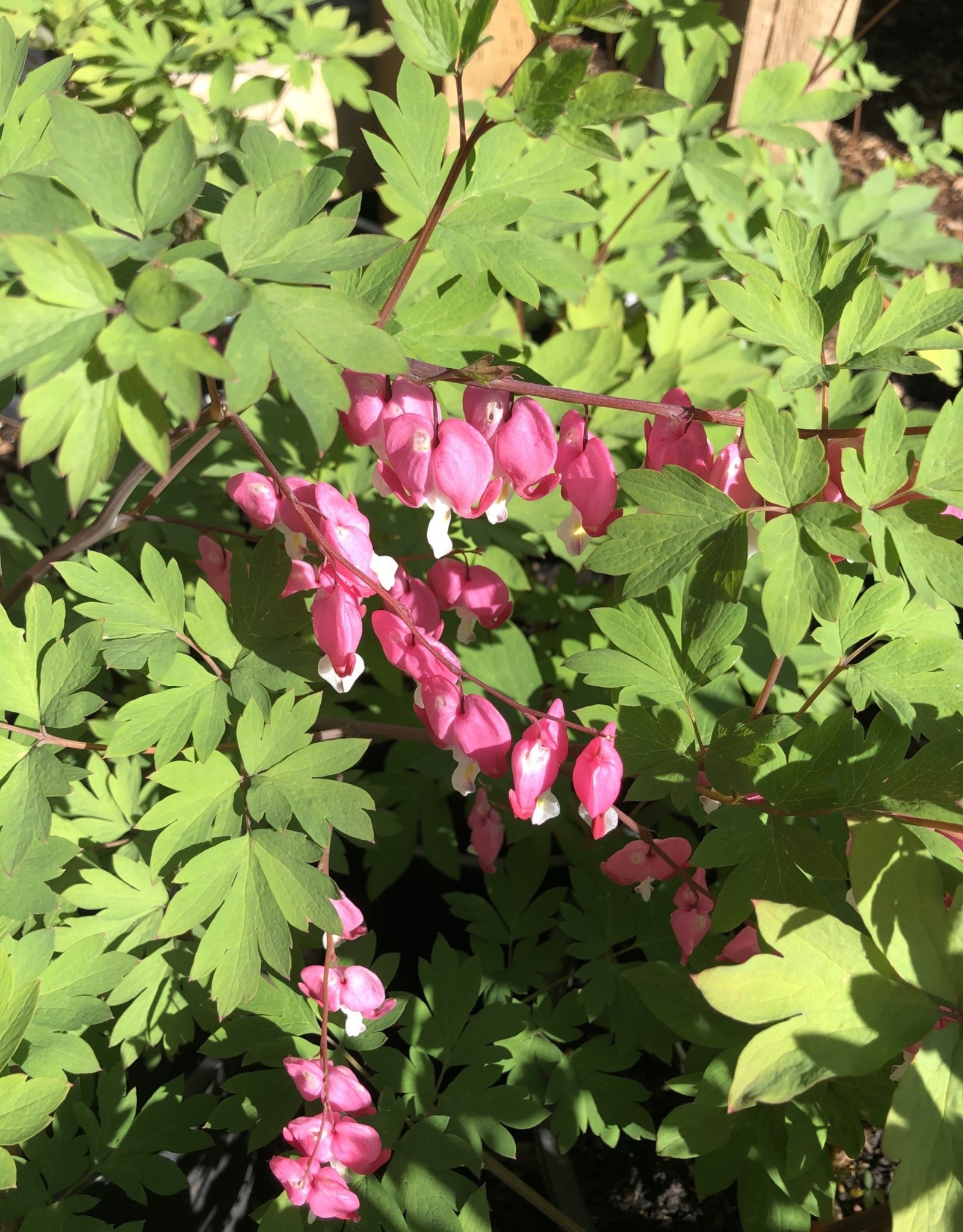 Bleeding Heart - Dicentra - Spectabilis 2gal