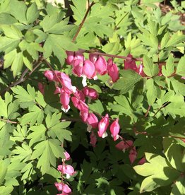 Bleeding Heart - Dicentra - Spectabilis 2gal