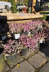 Winter Heath Springwood Pink - Erica Carnea 1 gal