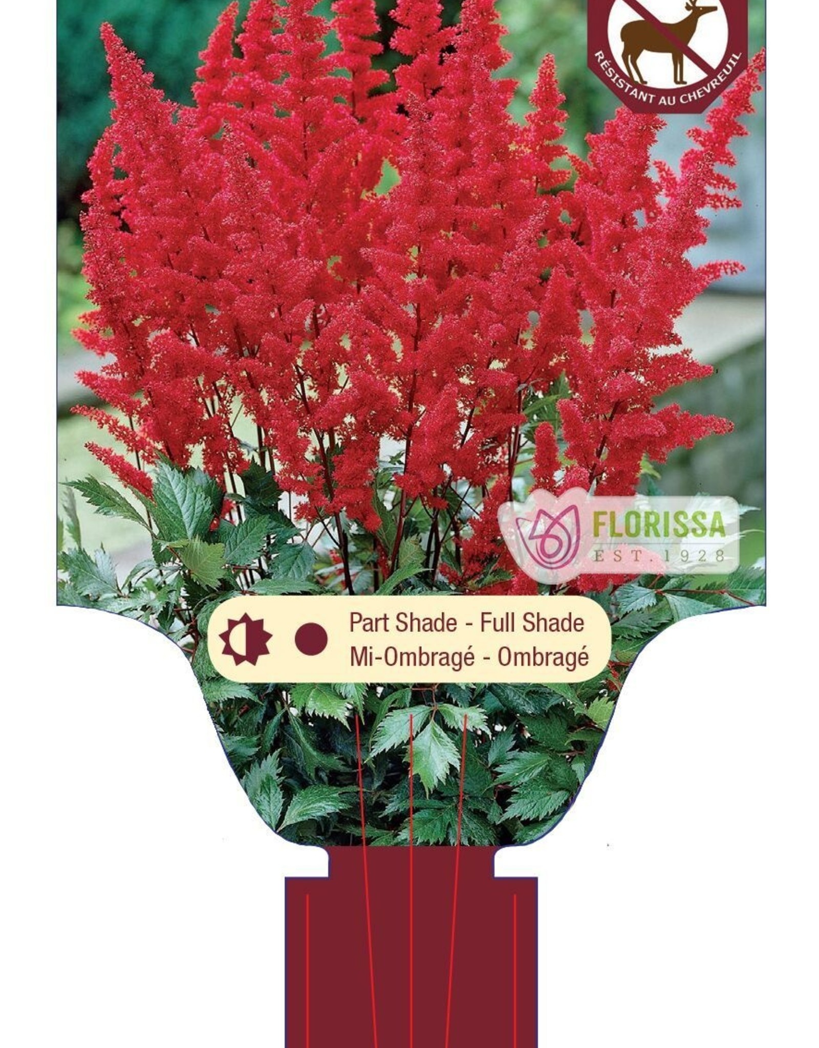 Astilbe Fanal 1 gal