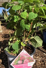 Proven Winners Hydrangea Invincibelle Spirit II PW 2 gal