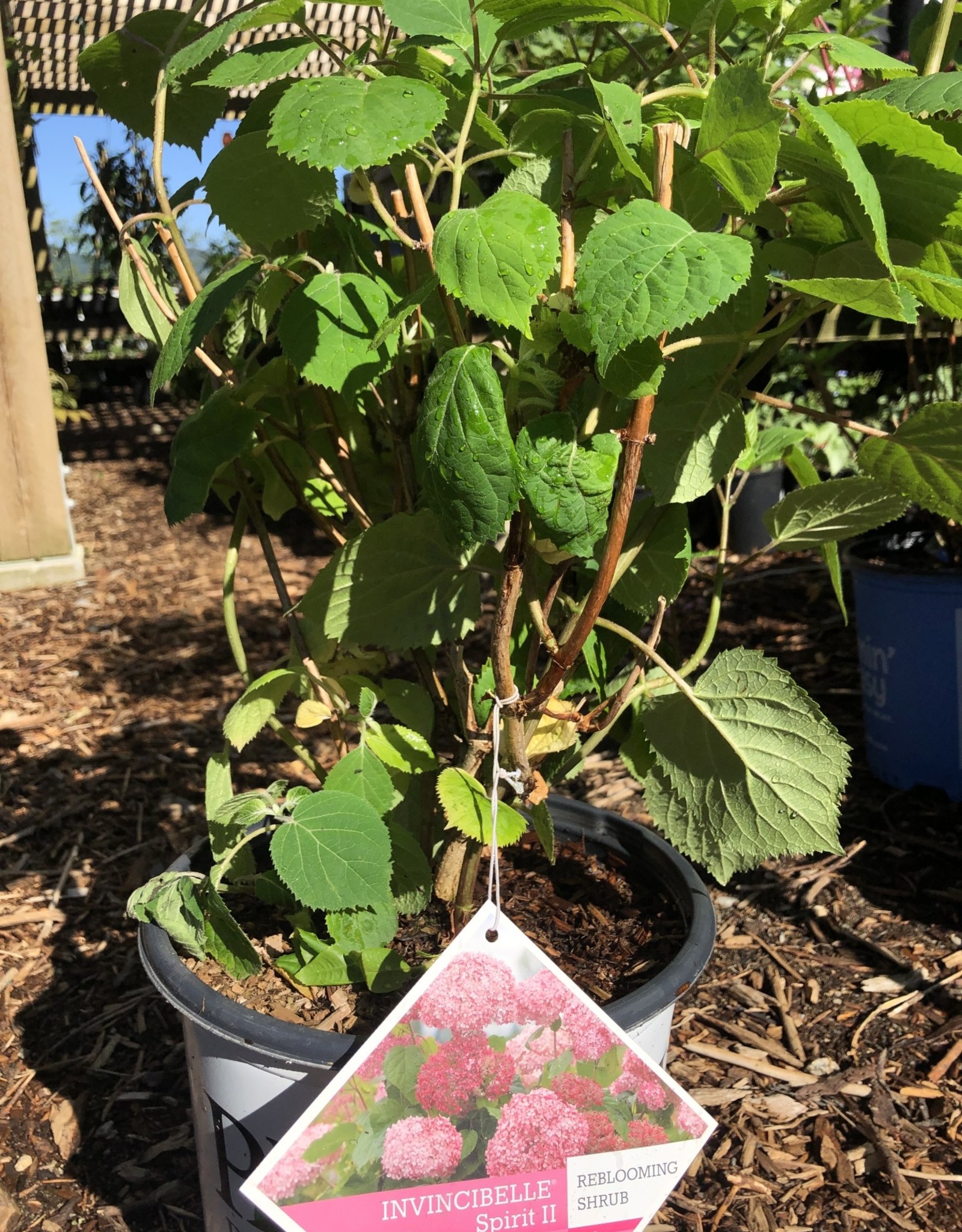 Proven Winners Hydrangea Invincibelle Spirit II PW 2 gal