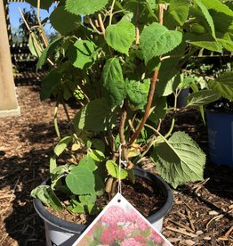 Proven Winners Hydrangea Invincibelle Spirit II PW 2 gal