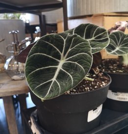 Elephant Ear Black Velvet -Rare- 19cm