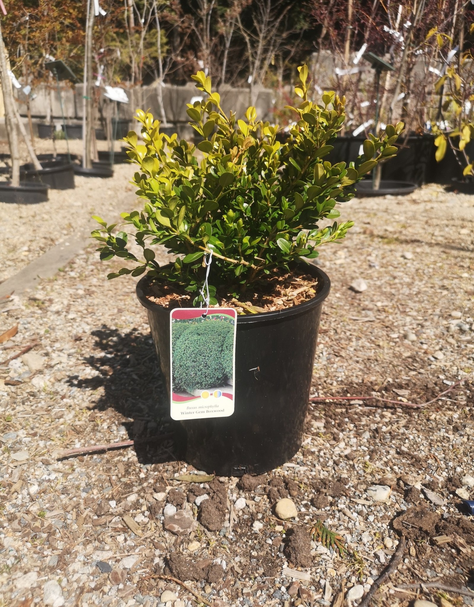 Boxwood Winter Gem