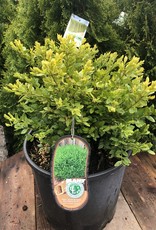 Boxwood - Buxus - Green Velvet