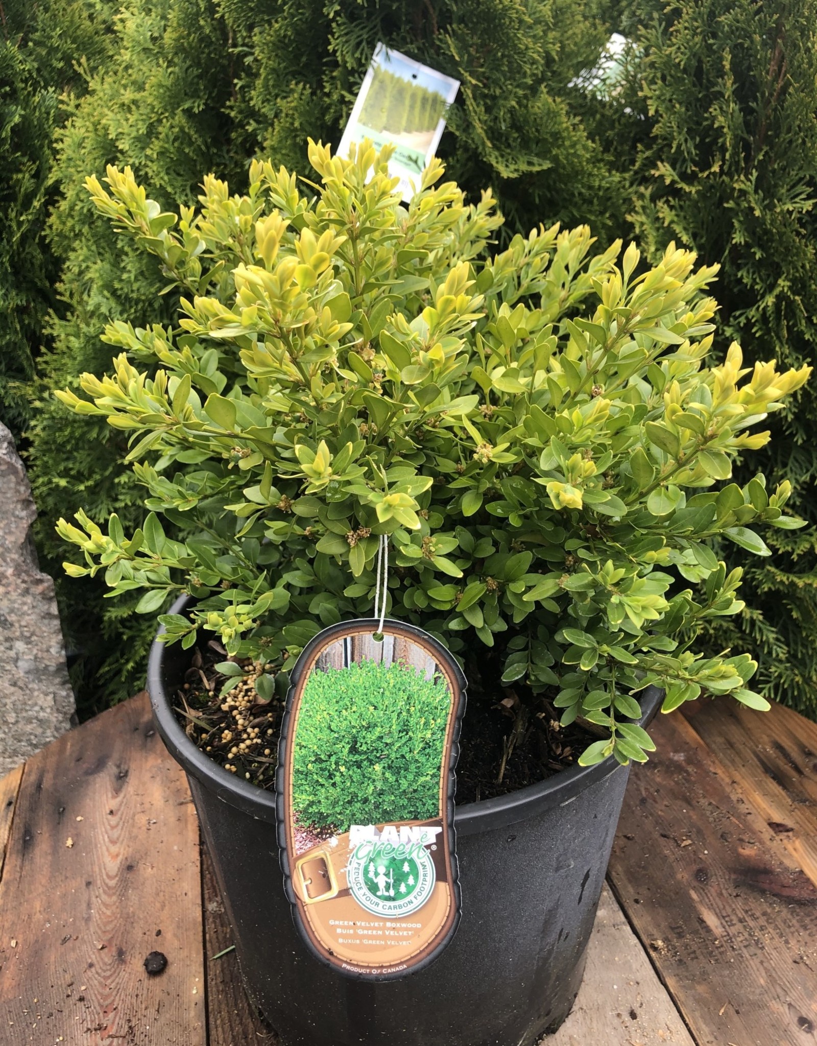 Boxwood - Buxus - Green Velvet