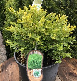 Boxwood - Buxus - Green Velvet